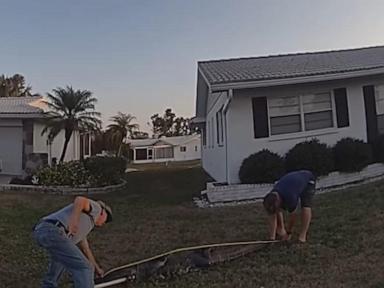 WATCH:  Cop delivers pizza when delivery driver sees 8-foot gator hiding