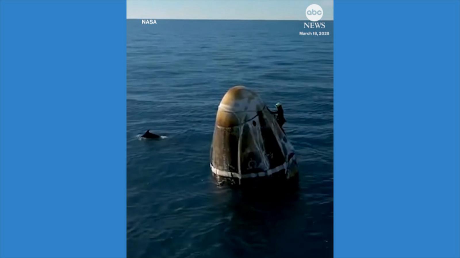 WATCH:  Dolphins greet NASA astronauts after splash down