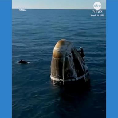 VIDEO: Dolphins greet NASA astronauts after splash down