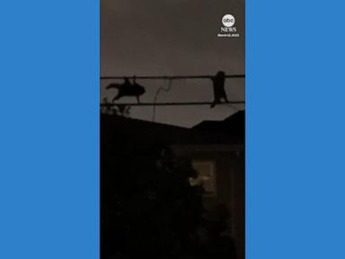 WATCH:  Raccoons on ‘top secret mission’ spotted shimmying across utility wires