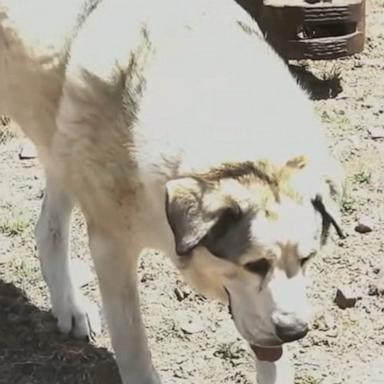The Yavapai County Sheriff’s Office says a 2-year-old toddler in Arizona has been found safe with some help from rancher's dog.
