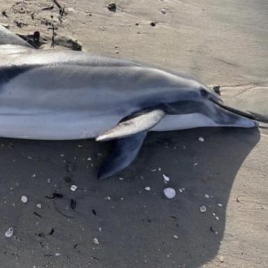 Marine animals are dying due to a toxic algae bloom now stretching up and down the California coast.