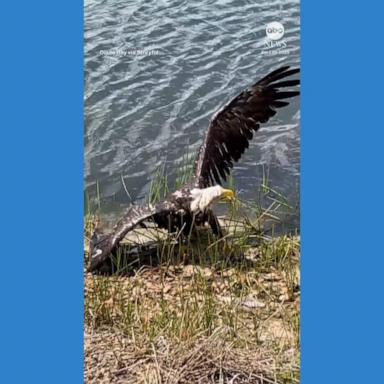 VIDEO: Florida man dives into lake to rescue injured bald eagle