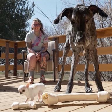 VIDEO: World's tallest dog meets world's shortest dog