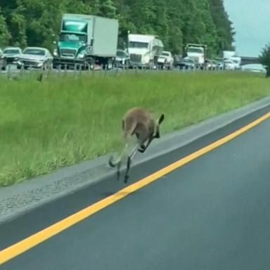 The incident took place on Tuesday when the Alabama Law Enforcement Agency responded to a two-vehicle crash in the southbound lane of Interstate 85 near the 46 mile marker in Macon County, Alabama.