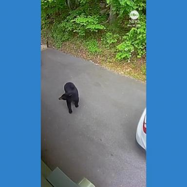 VIDEO: Animals react as earthquake rattles Tennessee