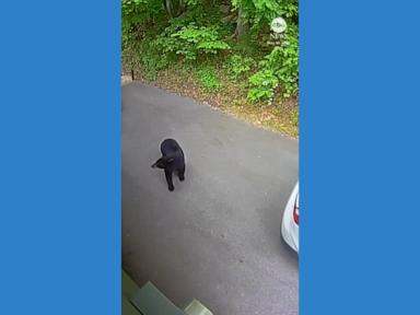 WATCH: Animals react as earthquake rattles Tennessee