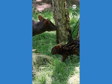 WATCH: Nashville Zoo announces birth of tiny southern pudu