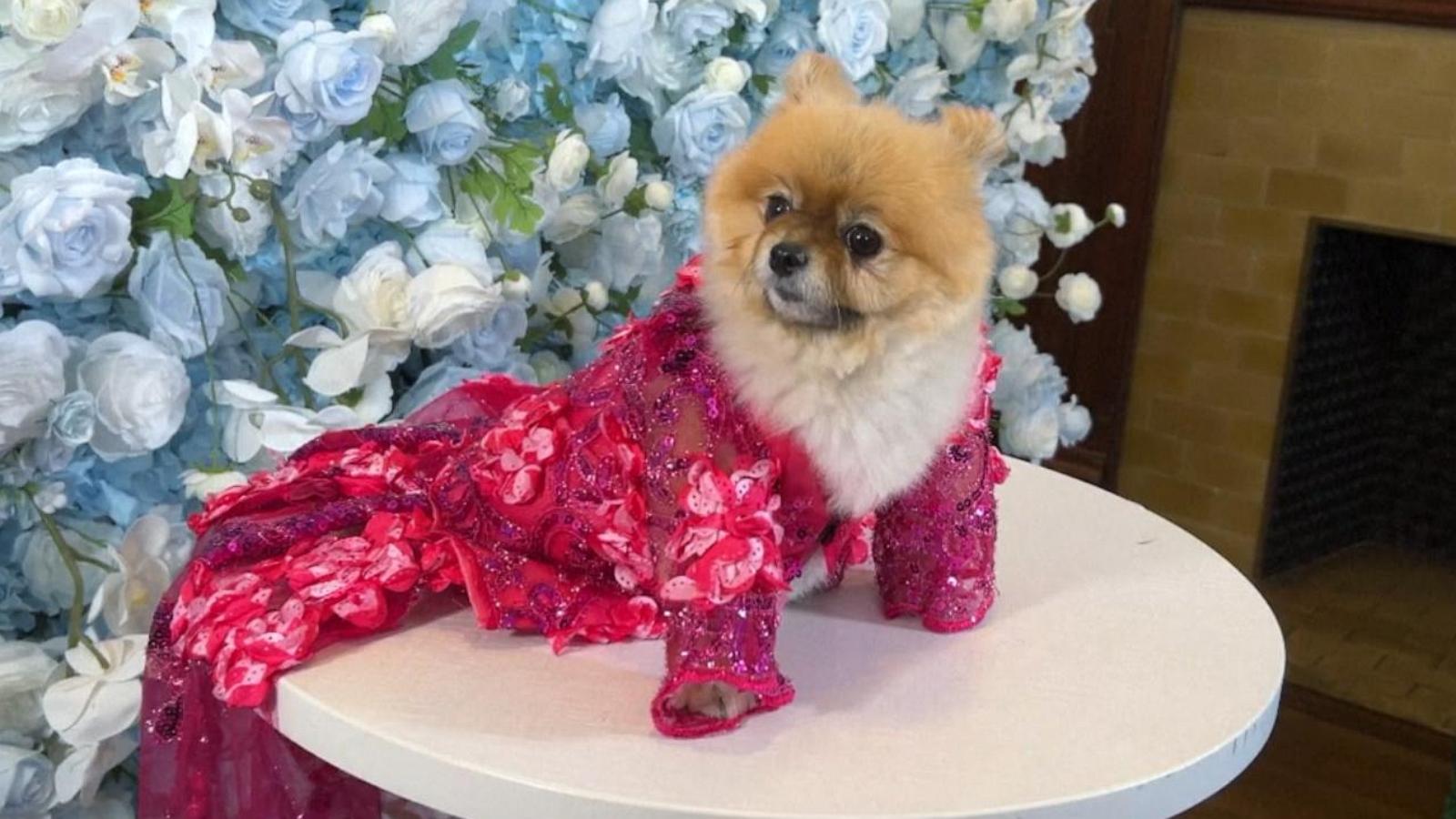 WATCH:  Pet Gala has all the glitz and glam of Met Gala