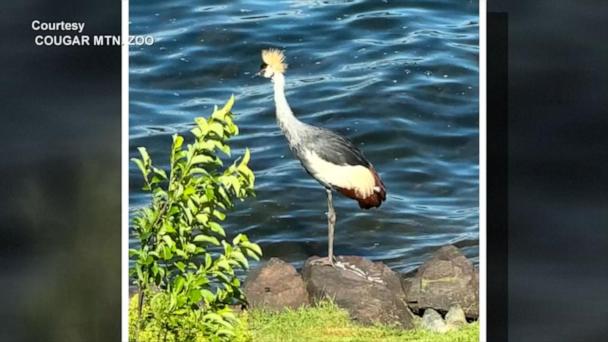 Rare endangered bird on the run after zoo escape