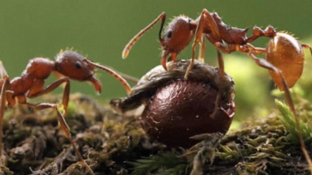 Stinging, Asian needle ants now invade 17 states