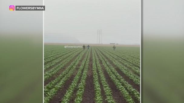 ICE raids at California farms increase fear among farmworkers
