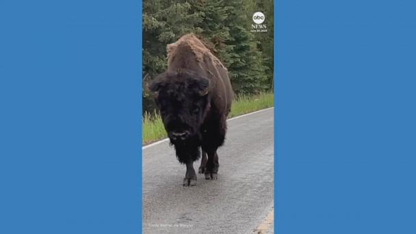 Lone bison causes traffic jam at Yellowstone National Park