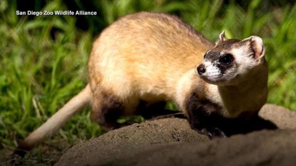 Zoo in ‘race against time’ to clone endangered species