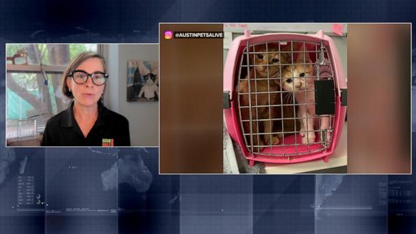 Nonprofit animal shelter helps take in pets affected by deadly Texas flooding