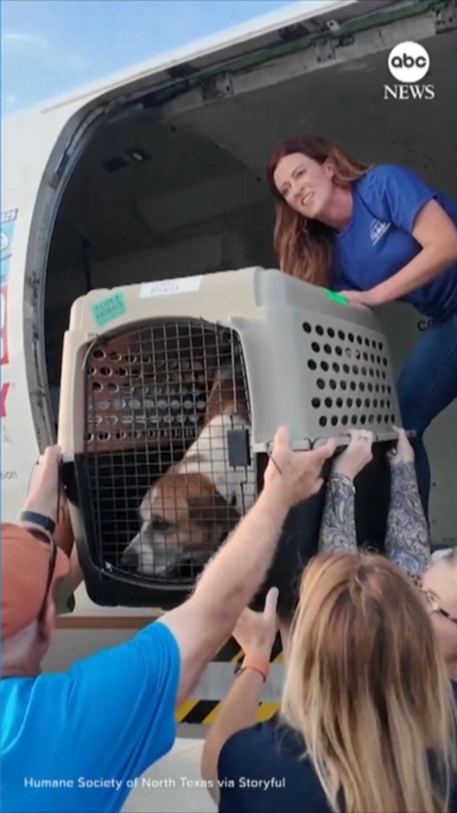 VIDEO: Shelter animals relocated after Texas floods