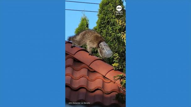 Raccoon with head stuck in jar rescued by Long Island animal lover