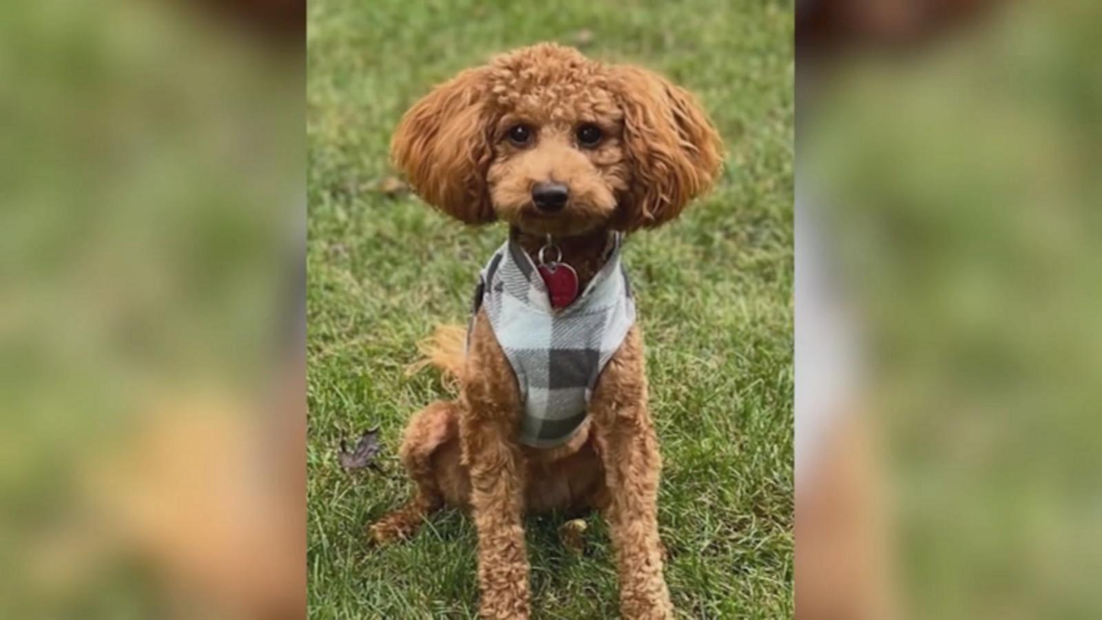Mini goldendoodle saves family from house fire - Good Morning America