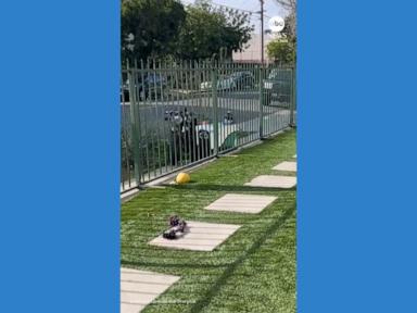 Delivery Robot Topples Parked Motorcycle in Sidewalk Struggle