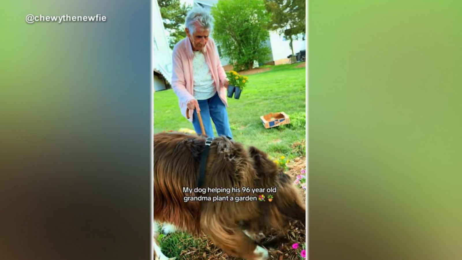 WATCH:  Woman gardening at 96 with help from dog takes over the internet