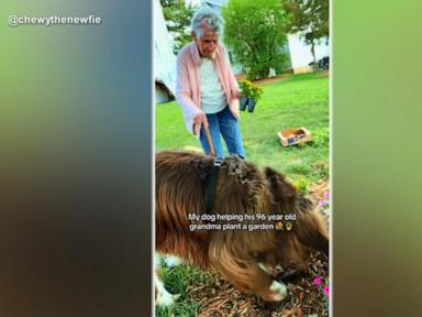 WATCH:  Woman gardening at 96 with help from dog takes over the internet