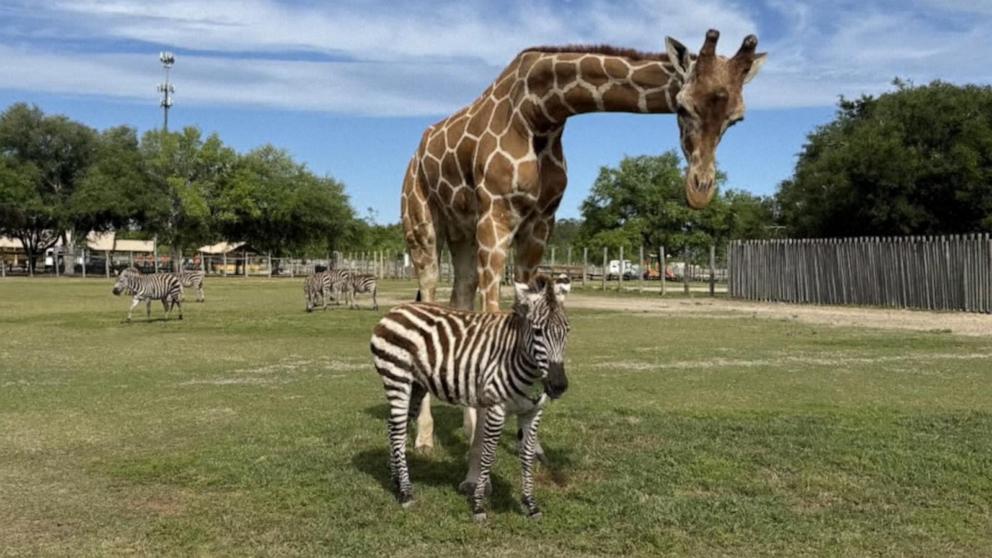 ABC News' Danny New explains how two different species formed an unlikely bond.