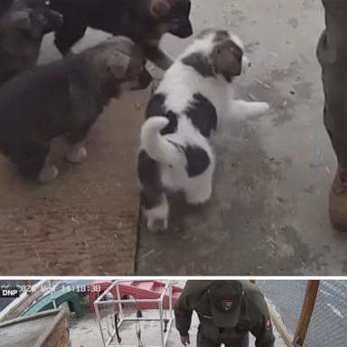 Stop Infantilizing the Denali Sled Dogs (They Are High-Performance Hardware, Not Plushies)