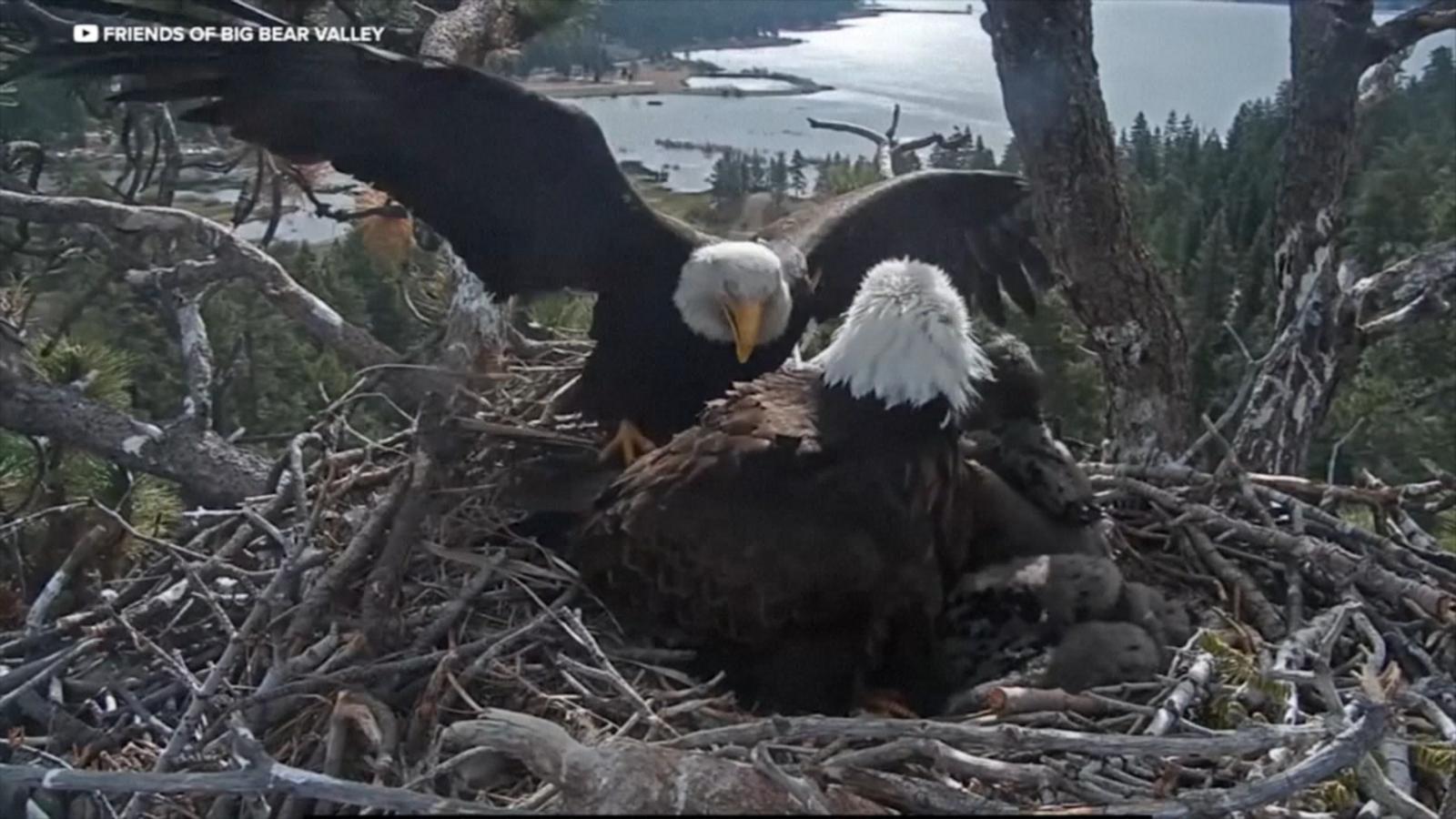 WATCH:  Students raise money to protect eagle habitat