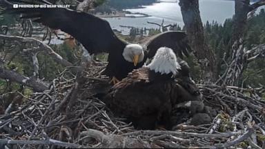 Elementary school students are raising money to keep and eagle habitat from being turned into luxury homes.