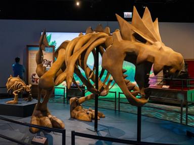 WATCH:  This museum exhibit features Pokémon and real fossils