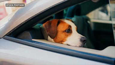 WATCH:  Dog sets off gun injuring woman in the arm