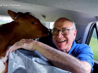 WATCH:  Father, daughter take road trip to save 2 calves