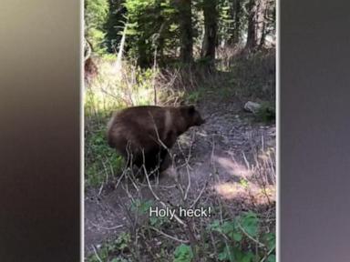 WATCH:  2 hikers recount close encounter with grizzly bears