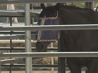 WATCH:  Owner speaks out after teen allegedly injures 3 horses at equestrian competition