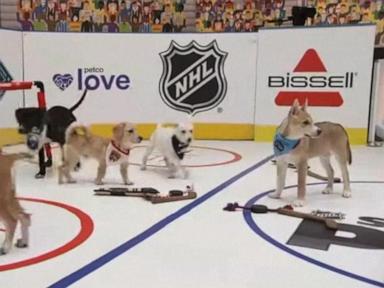 WATCH:  'Stanley Pup' brings fun as Stanley Cup Final begins