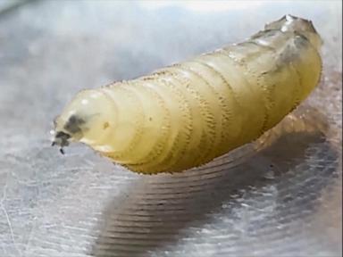 WATCH:  Flesh-eating screwworm detected in Texas for 1st time in decades