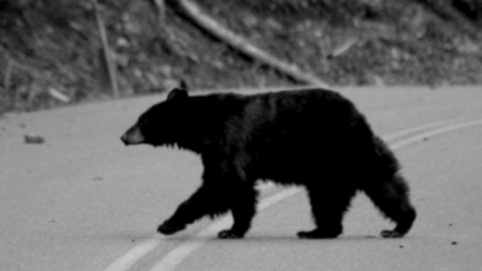 VIDEO: Hiker survives grizzly bear attack: 'I thought...this is it'