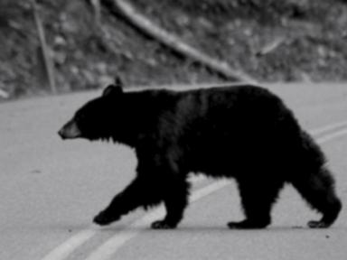 WATCH:  Hiker survives grizzly bear attack: 'I thought...this is it'