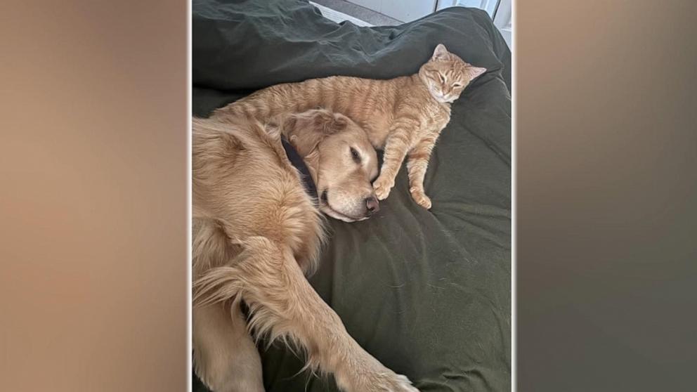 ABC News' Danny New explains how an illness transformed one woman's dog and cat into best friends.