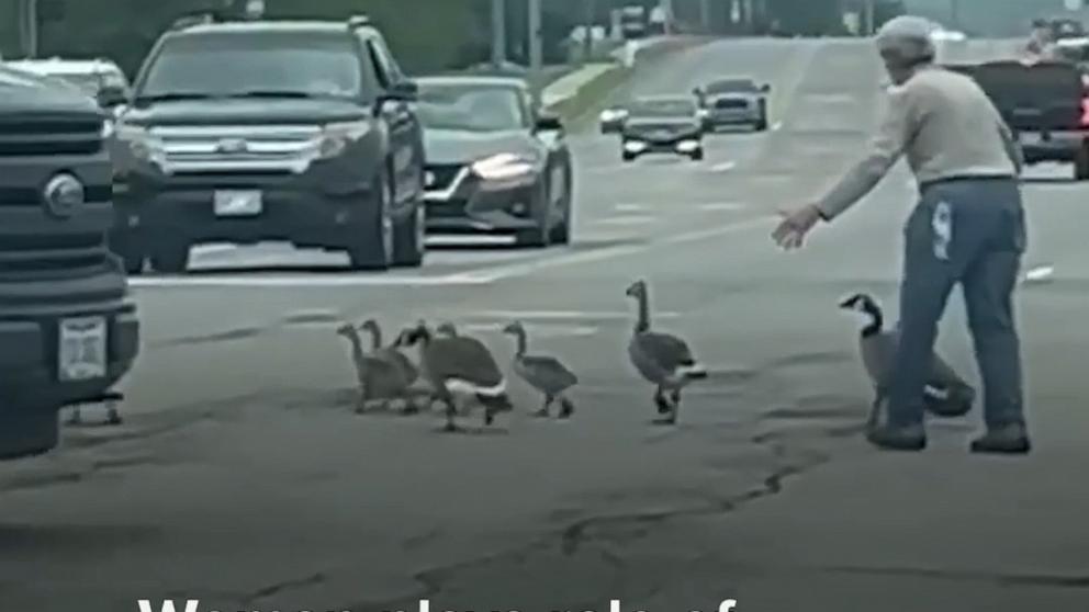 Woman plays role of ‘Mother Goose’ to help birds cross busy street
