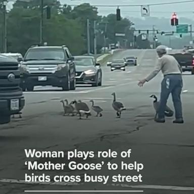 WATCH:  Woman plays role of ‘Mother Goose’ to help birds cross busy street