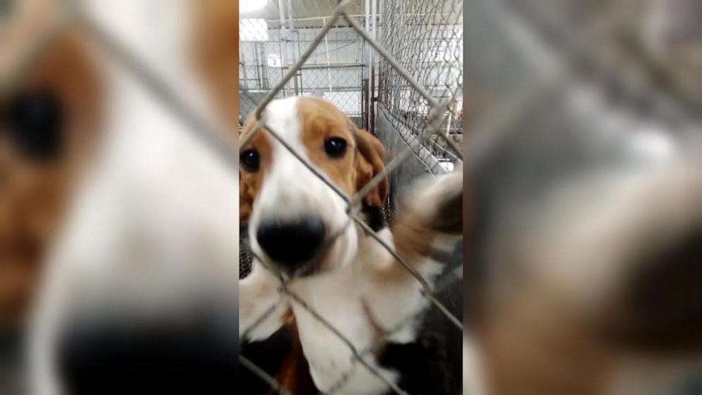 A deal will permanently close a longtime animal testing facility and relocate nearly 500 remaining beagles.