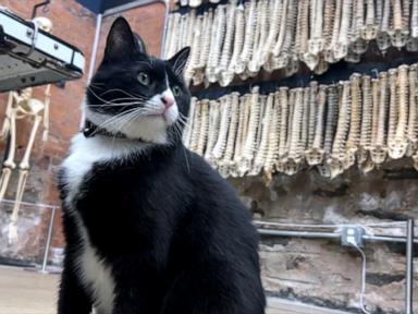 WATCH:  Cat lands museum security job