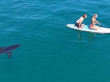 WATCH:  'We were terrified': Great white shark stalks paddleboarders
