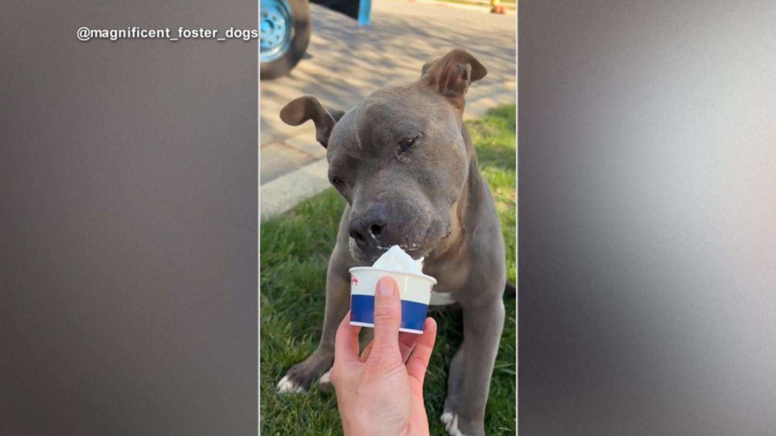 WATCH:  Senior dog goes out of his way for ice cream