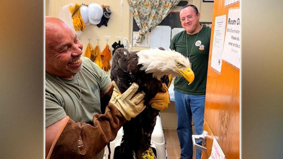 ABC News' Danny New has the story of Jackie, a bald eagle in California's Big Bear Valley who’s been noticeably absent from her nest after getting into a fight with two younger eagles.