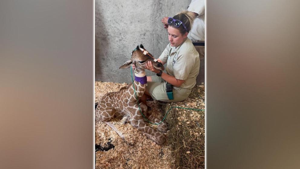 ABC News' Danny New has the incredible story of Milani, a giraffe at Tanganyika Wildlife Park in Kansas, who was delivered via C-section to a mother who couldn’t survive her illness.