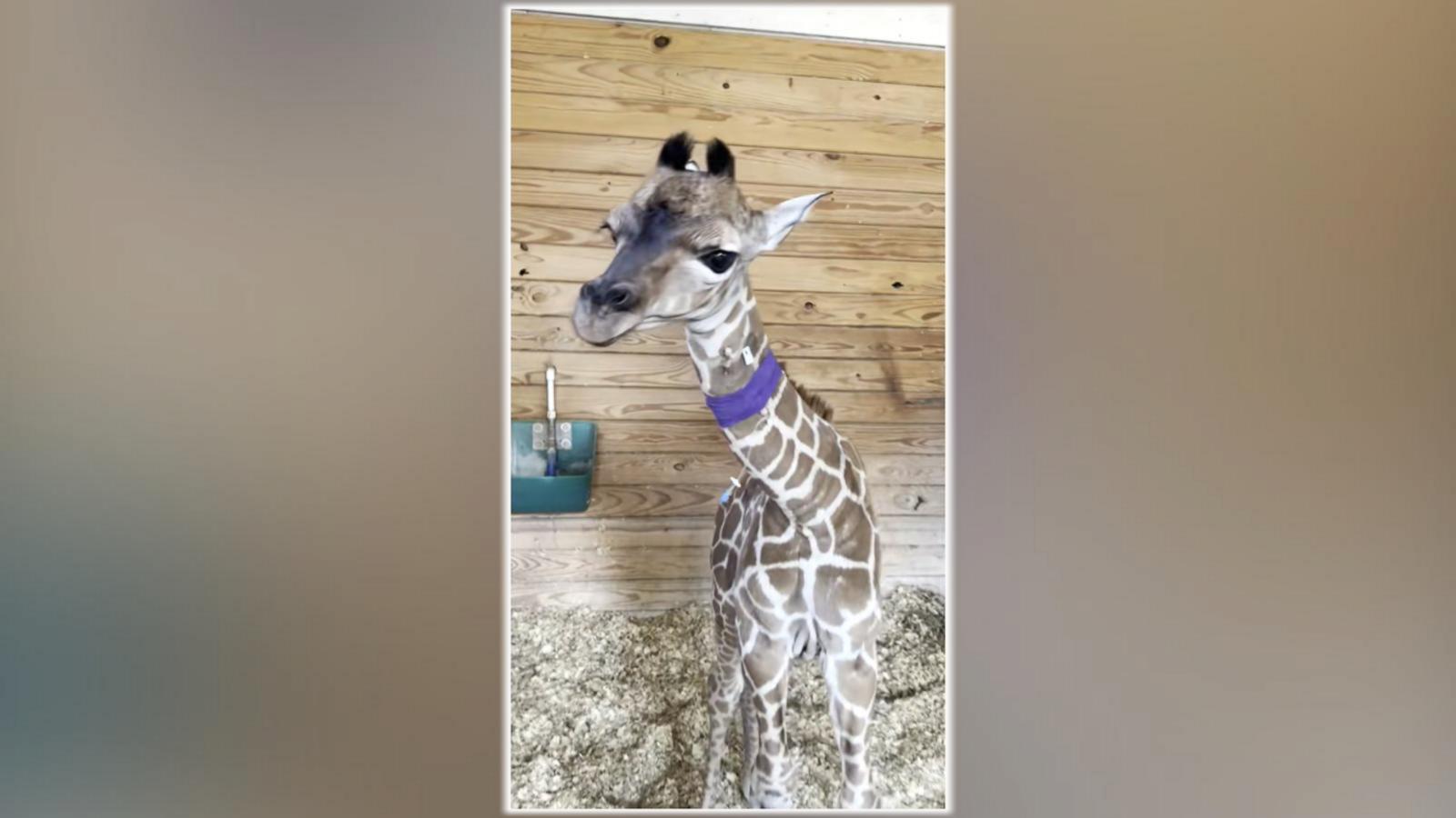 WATCH:  Premature giraffe calf born via emergency C-section