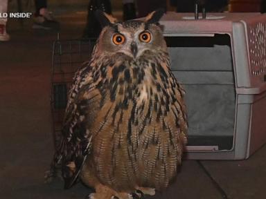 WATCH:  Escaped NYC owl Flaco gets tribute in new documentary