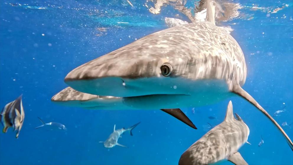 Researchers at Cal State Long Beach are playing recordings of people in the water to study how sharks detect sound.